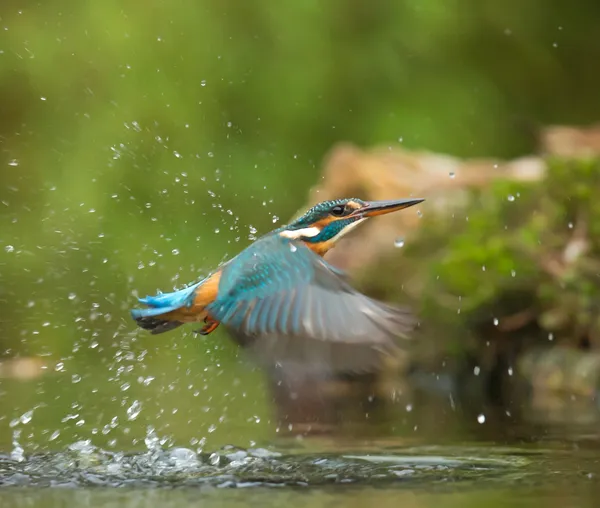 Guías de aves