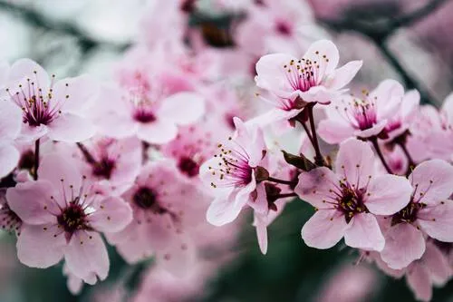 Guías de flora